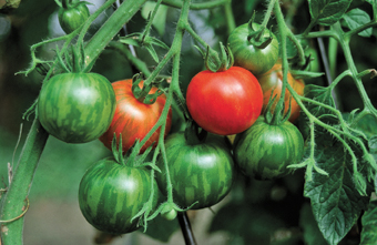 Tomaten ‘Tigerella’
