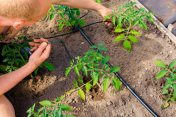 Gartentipp: Die richtige Bewässerung