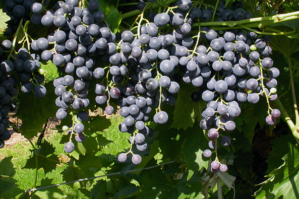 Muscat bleu