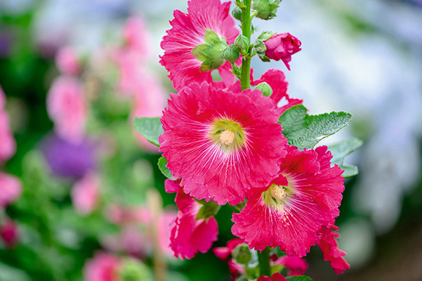 Stockrose