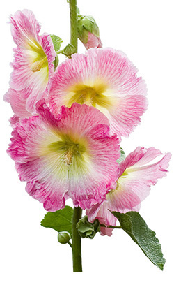 Zweijährige Sommerblumen