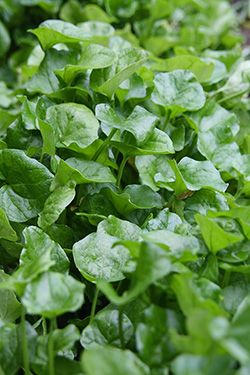 Gartenschatz: Löffelkraut