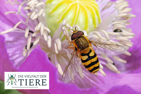 Große Schwebfliege