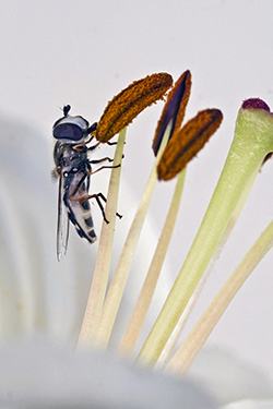 Späte Großstirnschwebfliege