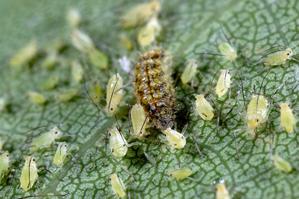 Larve der Schwebfliege