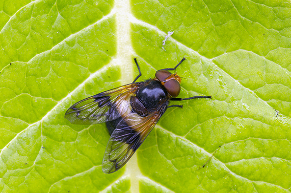 Gemeine Waldschwebfliege