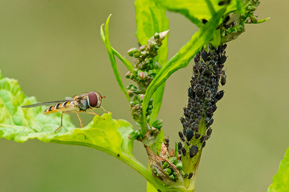 Schwebfliegen legen ihre Eier