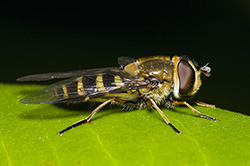 Kleine Schwebfliege