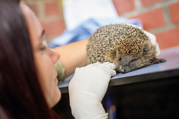 Wachsende Gefahr für Igel