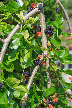 Morus alba Pendula