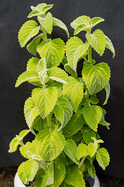 Zitronenblatt – Aromapflanze für Experimentierfreudige