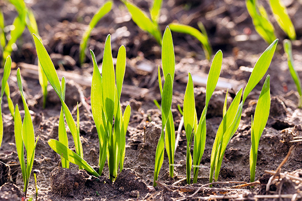 Gartentipp: Leere Beete – was nun?