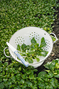 Gartenschatz: Feldsalat