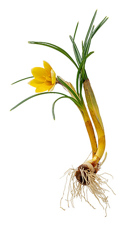 Zwiebelblumen für Trockenzeiten
