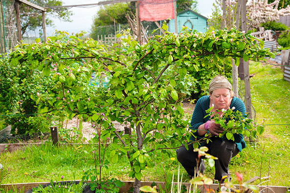 Obstgarten im Klimawandel