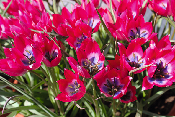 Wildtulpen: pflegeleicht und anpassungsfähig