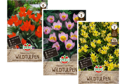 Wildtulpen-Angebot von Sperli