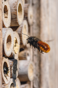 Mauerbienen haben einen guten Riecher