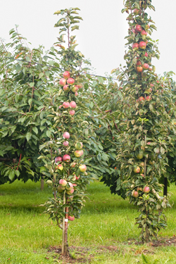 Obstbäume von Häberli