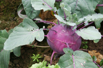 Kohlrabi
