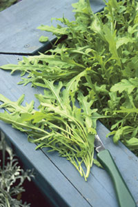 Salatrauke ‘Speedy’