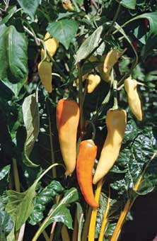 Paprika ‘Pinokkio’