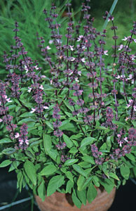 Strauchbasilikum ‘Magic Blue’