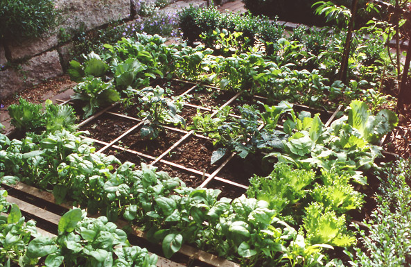 Gemüsebeet - Holzleistensystem im Quadrat