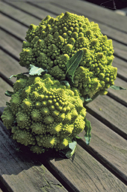 Minarettkohl ‘Romanesco’