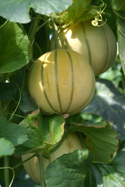 Zuckermelonen brauchen Rankhilfen