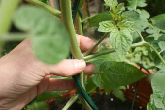 Seitentriebe von Tomaten
