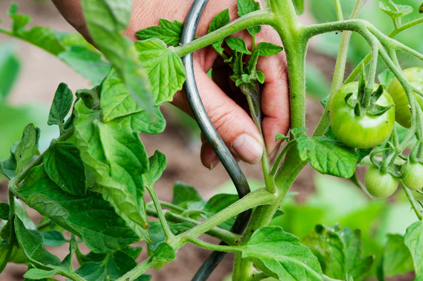 Bei Tomaten die Seitentriebe mehrmals ausgeizen
