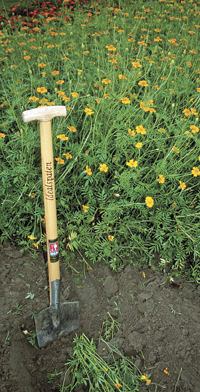 Tagetes ‘Single Gold’