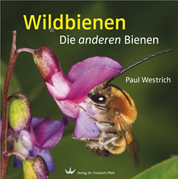 Wildbienen im Garten