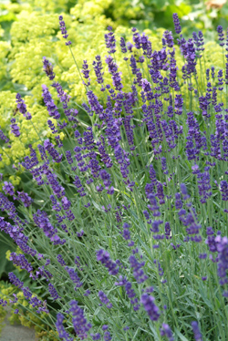 Duft von Lavendelblüten