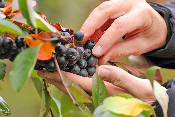 Aronia – schmackhaftes Wildobst Aronia – schmackhaftes Wildobst