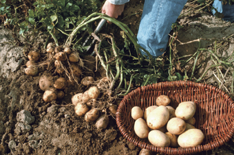 Selbst geerntete Kartoffeln