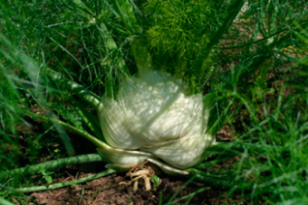 Knollenfenchel