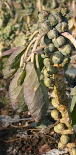 Rosenkohl