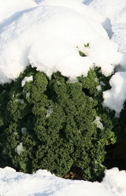 Grünkohl mit Schneehaube