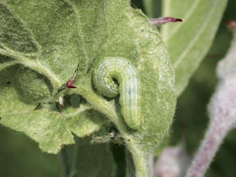 Raupe des Apfelwicklers