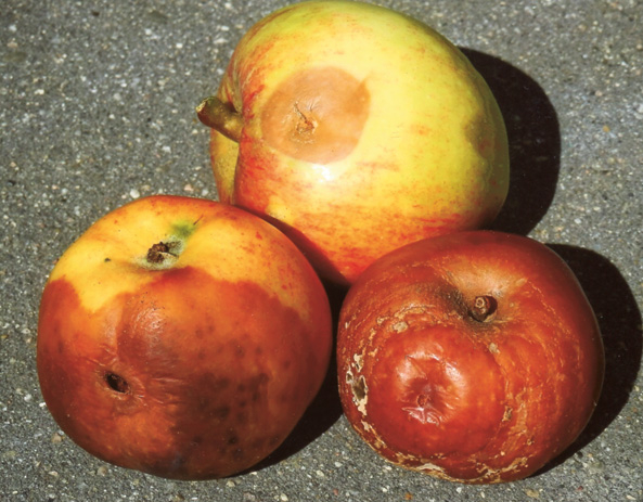 Faule Äpfel