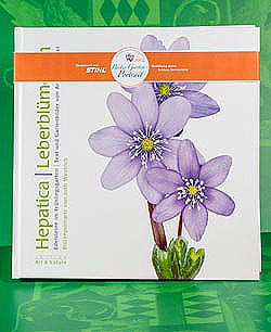 Hepatica / Leberblümchen. Edelsteine im Frühlingsgarten