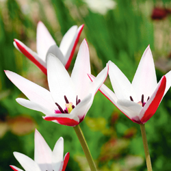 Damentulpe