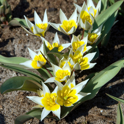 Zweiblütige Tulpe