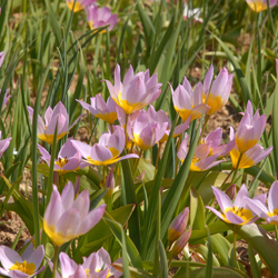 Kretische Tulpe