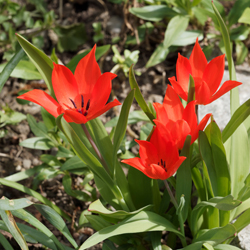 Mehrblütige Tulpe