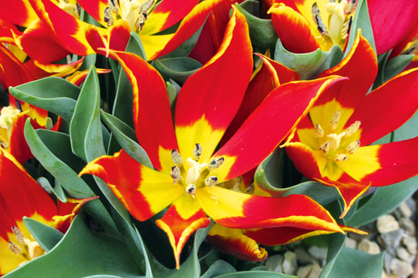 Wildtulpen für den Garten