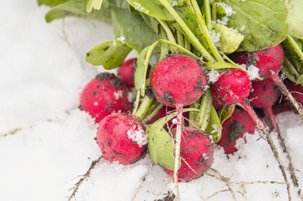 Radieschen im Winter ernten