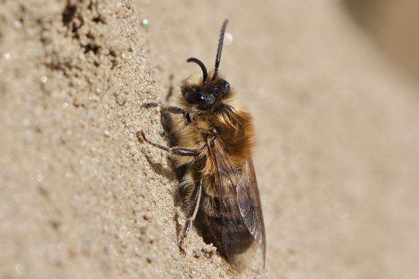 Männchen der Frühlings-Seidenbiene